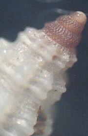 Pleurotomella sp ???